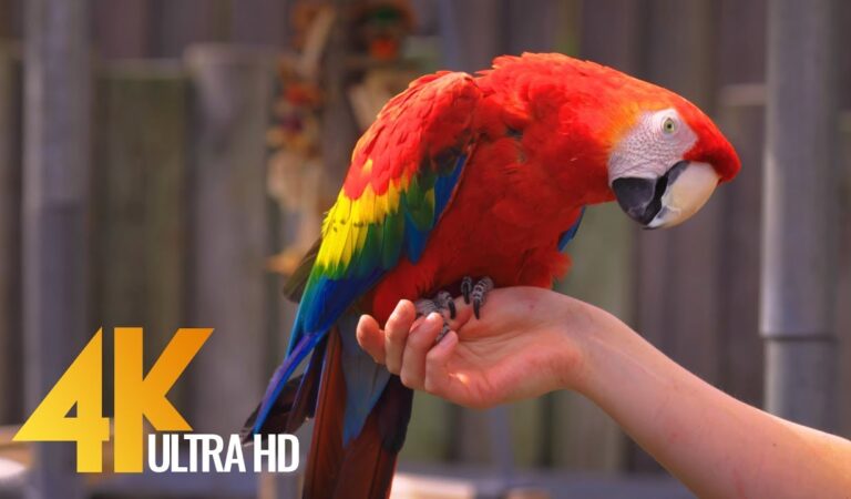 Colorful Parrots with Relaxing Music and Bird Sounds – Beautiful Tropical Birds in 4K Ultra HD Colorful Parrots with Relaxing Music and Bird Sounds – Beautiful Tropical Birds in 4K Ultra HD