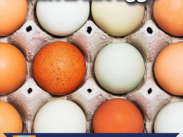 Everything You Ever Wanted To Know About Eggs Everything You Ever Wanted To Know About Eggs